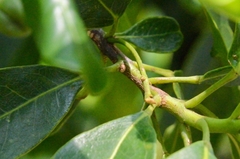 Acronychia pedunculata