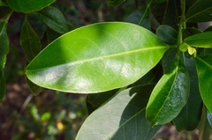 Acronychia pedunculata