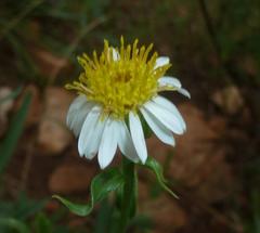 Afroaster peglerae