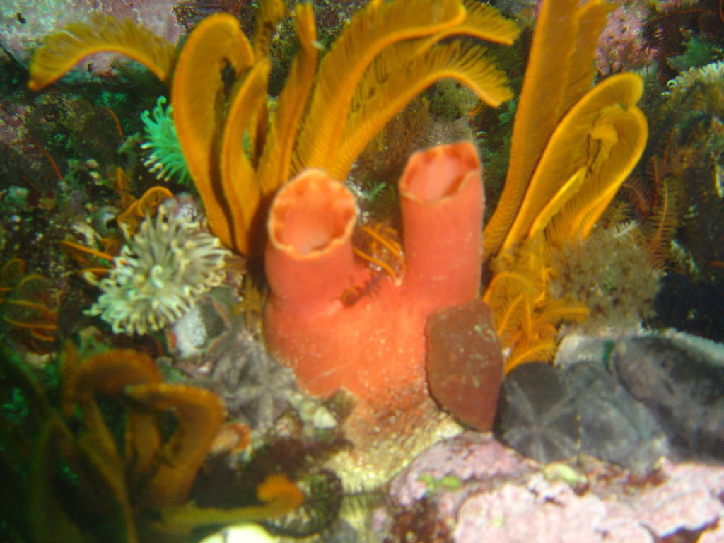 Red-Spotted Ascidian