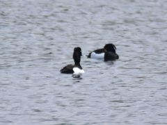 Aythya fuligula