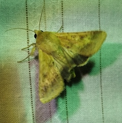 Helicoverpa armigera