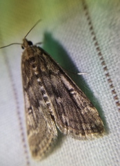 Parapoynx stratiotata