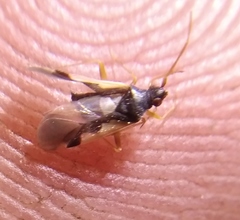 Hallodapus suturalis