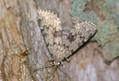 Idia denticulalis