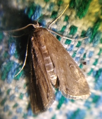 Parapoynx stratiotata