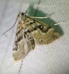 Parapoynx stratiotata