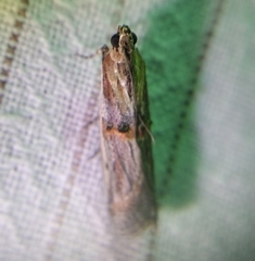 Psorosa dahliella