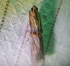 Psorosa dahliella