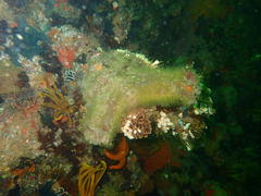 Pyura stolonifera