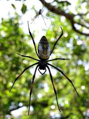 Trichonephila inaurata madagascariensis