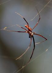 Trichonephila inaurata madagascariensis
