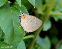 Iaspis andersoni