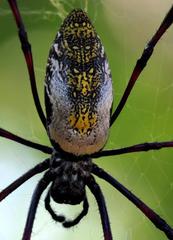 Trichonephila inaurata madagascariensis