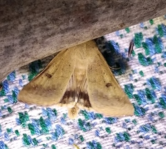 Helicoverpa armigera