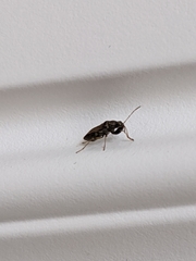 Pseudopachybrachius basalis