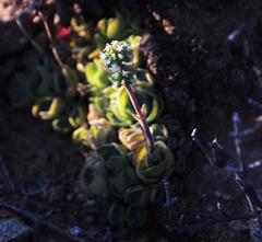 Crassula tomentosa