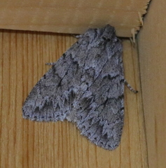 Andropolia contacta