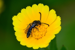 Sapyga quinquepunctata