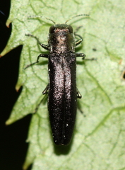 Agrilus otiosus