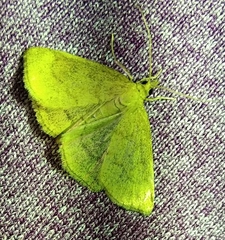Psammotis pulveralis