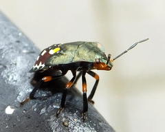 Caura rufiventris