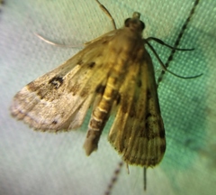 Parapoynx stratiotata