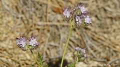 Phacelia tanacetifolia