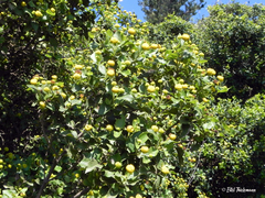 Podanthus ovatifolius