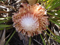 Protea scabriuscula