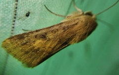 Helicoverpa armigera