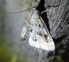 Parapoynx stratiotata