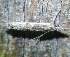 Platytes alpinella