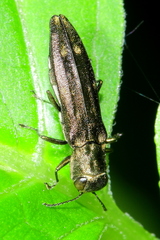 Agrilus obsoletoguttatus