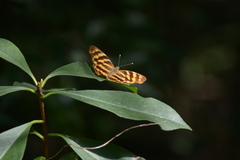 Herona marathus