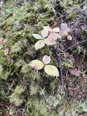 Lysimachia latifolia