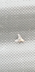 Diptera