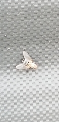 Diptera
