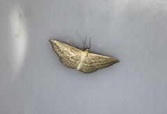 Scopula oppilata