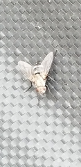 Diptera