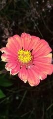 Zinnia elegans