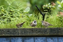 Passer montanus