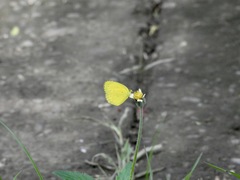 Eurema hecabe