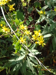 Cineraria glandulosa