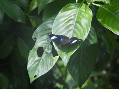 Hypolimnas bolina