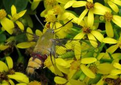 Cephonodes hylas virescens