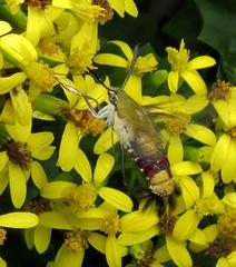 Cephonodes hylas virescens