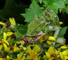 Cephonodes hylas virescens