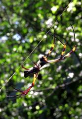 Trichonephila senegalensis annulata