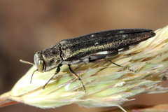 Agrilus quadriguttatus